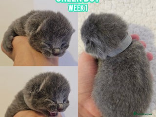 British Shorthair cats - Advert 36