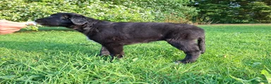 Lurcher Puppy 3