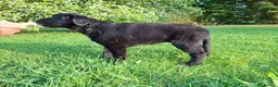 Lurcher dogs for sale: Greyhound x shepherd/collie  in Hungerford - Advert 18