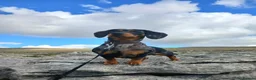 Miniature Dachshund dogs for sale: Miniature Dachshund Black & Tan Female.   in Goole - Advert 15