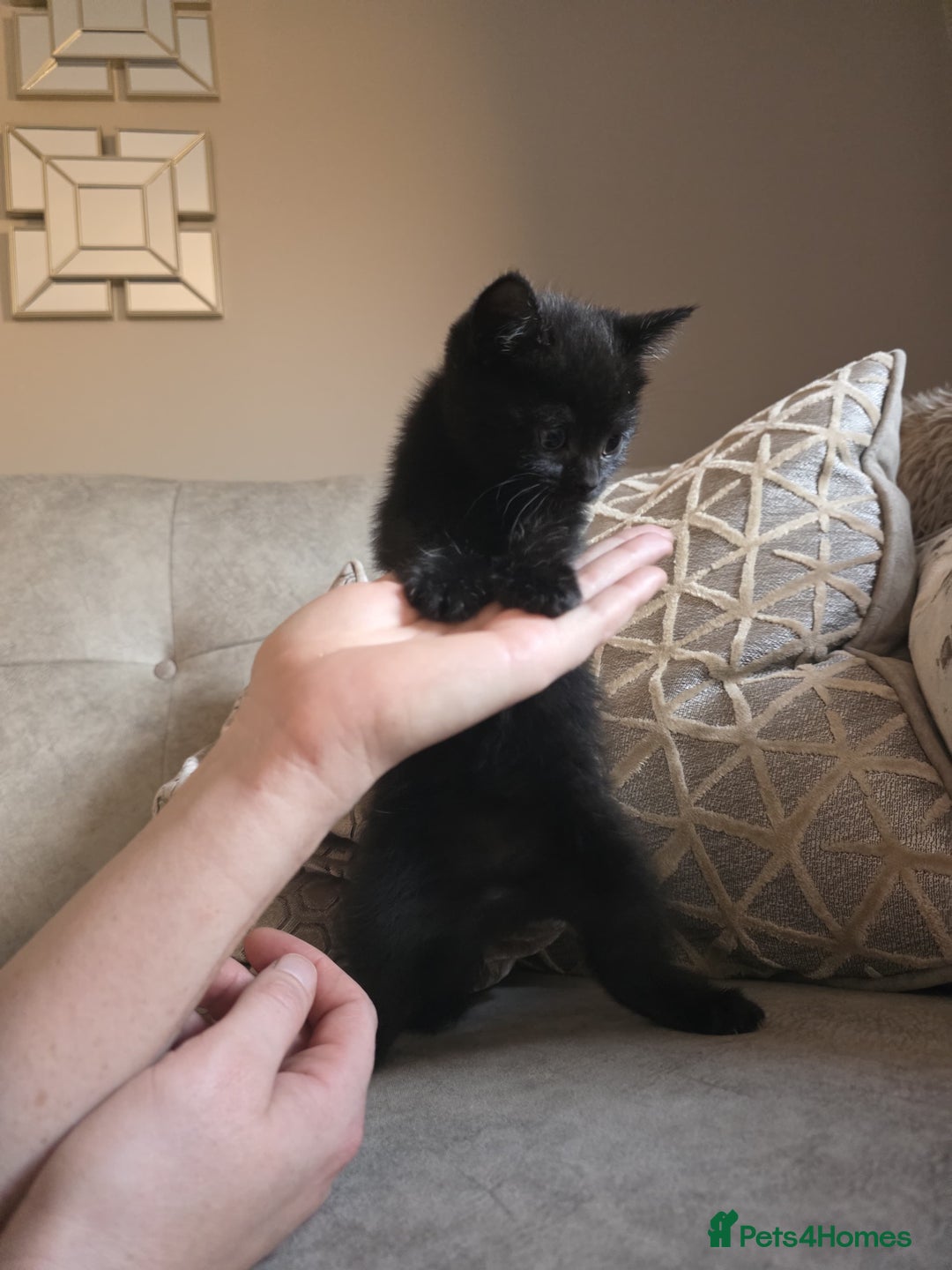 Mixed Breed cats for sale: Mum is a blue British shorthair  - Advert 8