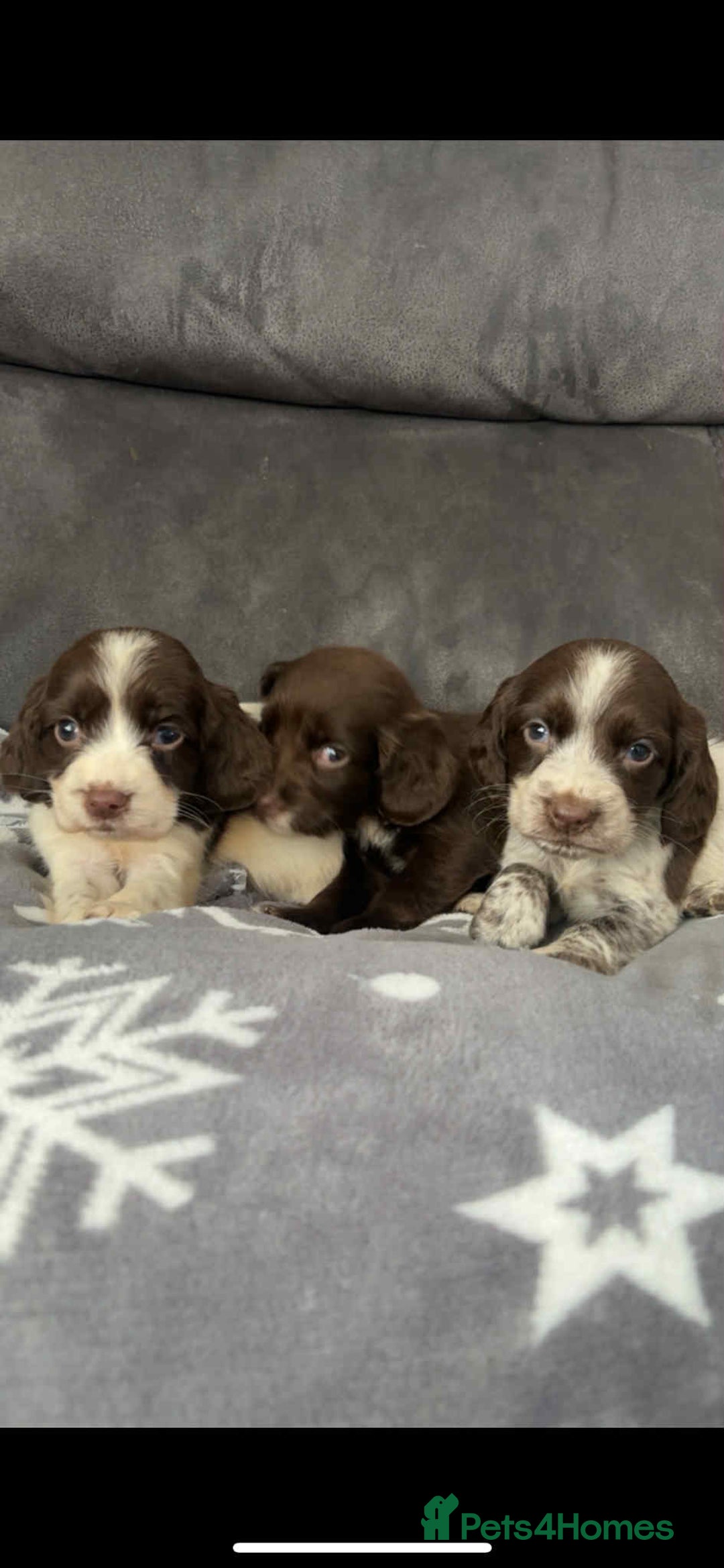 Cocker Spaniel dogs for sale: Cocker Spaniel Puppy’s  - Image 26