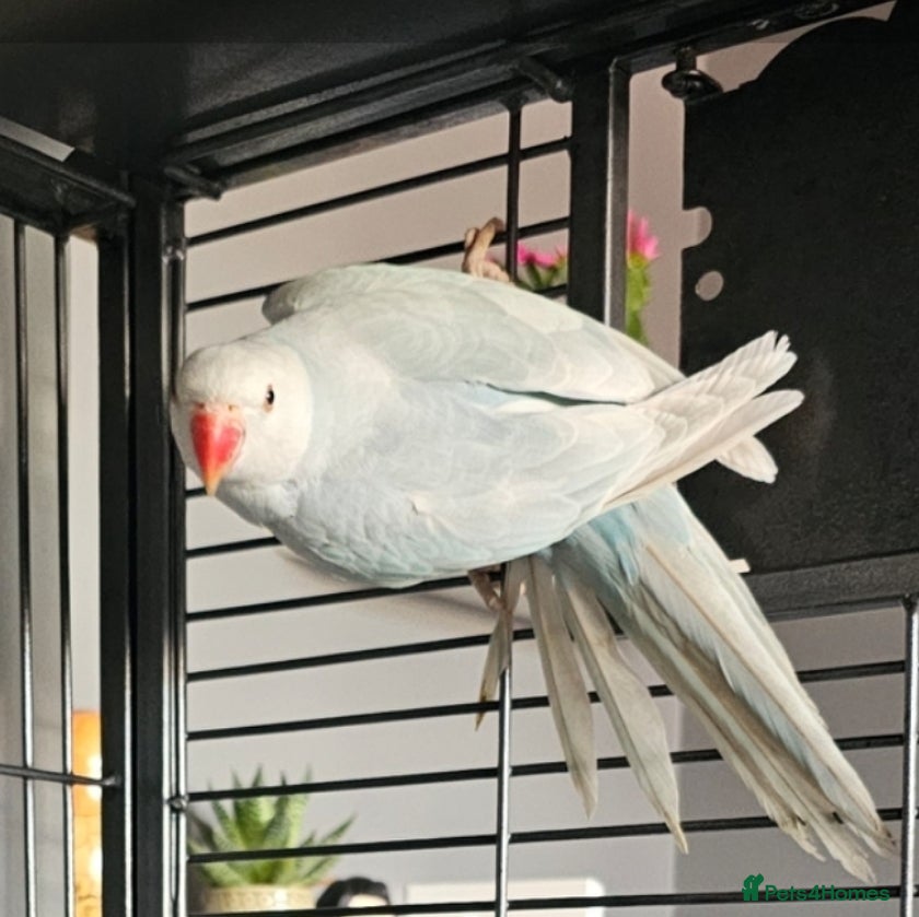 Ringnecks birds for sale: Ringneck in Witham - Advert 5