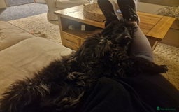 Cocker Spaniel dogs for sale: KC Reg (no endorsements) Blue Roan Show bitch - Image 4
