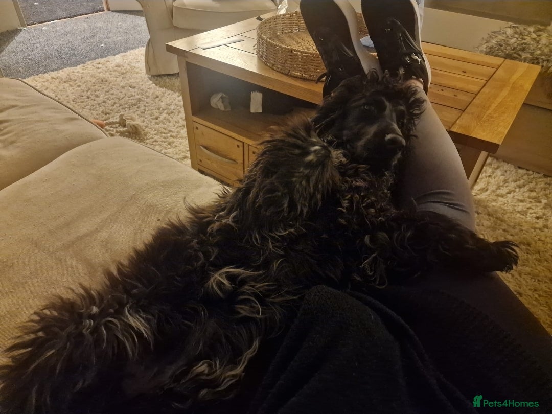 Cocker Spaniel dogs for sale: KC Reg (no endorsements) Blue Roan Show bitch - Image 4