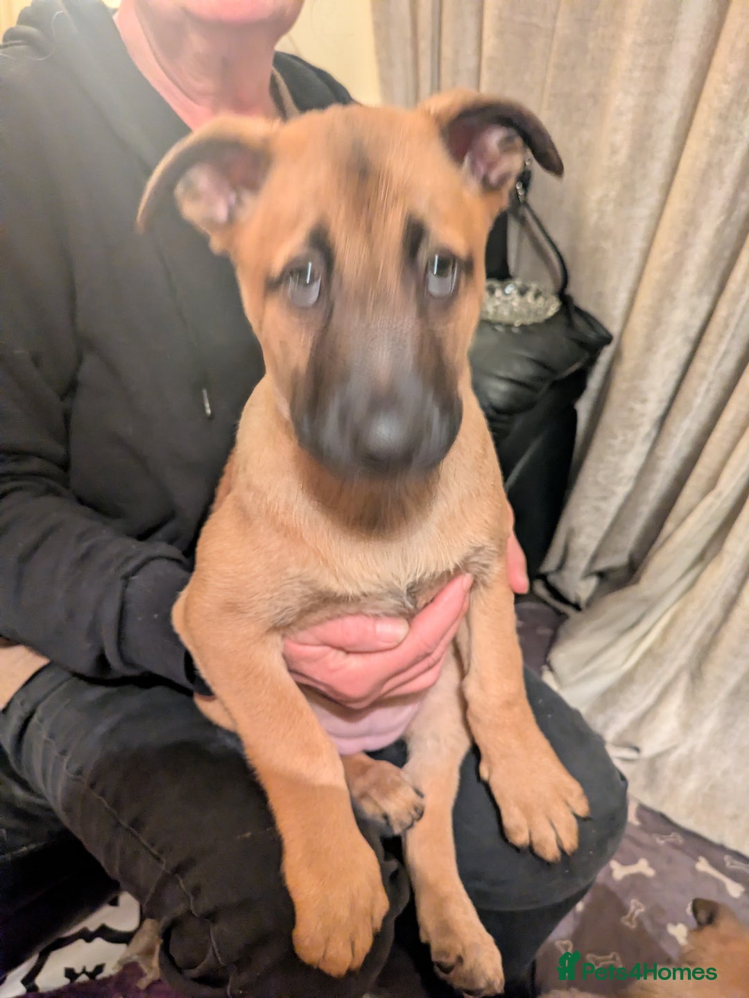 Belgian Shepherd Dog dogs for sale: Belgian Shepherd - Malinois  - Advert 8