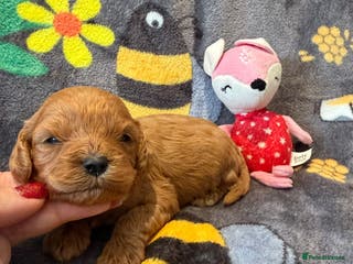 Cavapoo dogs 1 Stunning F1 Cavapoo girl left - Advert 1