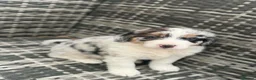 Mixed Breed dogs for sale: Bordernese in Southampton - Advert 10