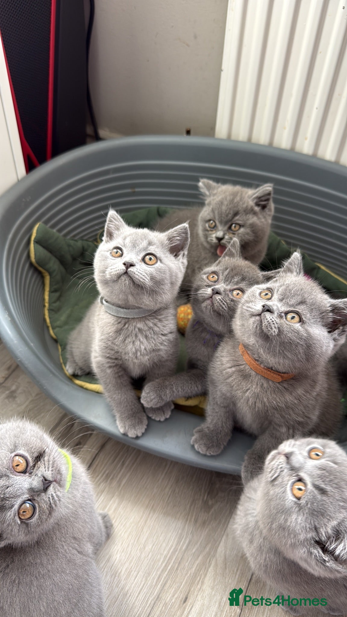 British Shorthair cats Pedigree British Shorthair Kittens ready to go! - Advert 1