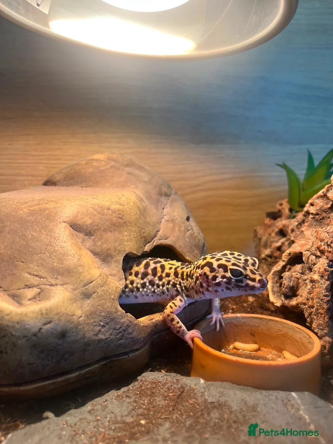 Leopard Gecko reptiles for sale: Two female Gekcos and 3ft viv  - Advert 2