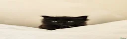 Norwegian Forest Cat cats for sale: 🐾 Loving Fluffy Kittens for New Homes - Advert 3
