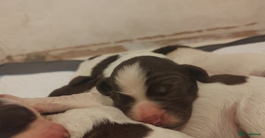 English Springer Spaniel dogs - Advert 1