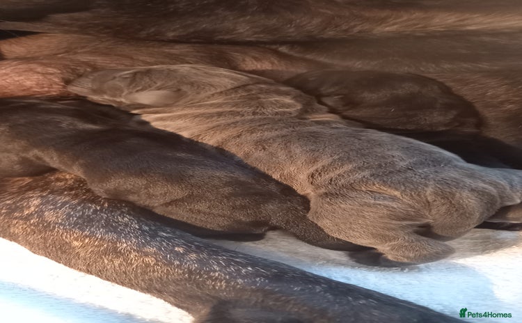 Cane Corso dogs - Advert 2