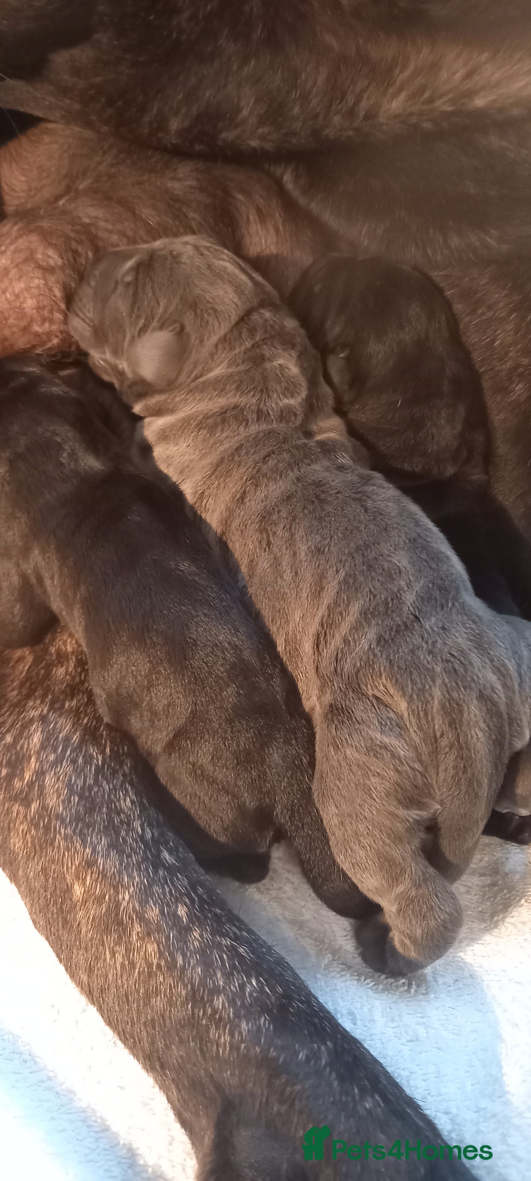 Cane Corso dogs for sale: 1 & only uk bloodline - Image 6