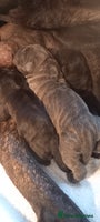 Cane Corso dogs - Advert 2