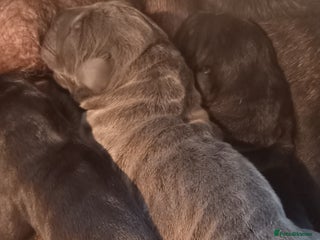 Cane Corso dogs ONE & ONLY UK LITTER DEL DYRIUM BLOOD LINES 🖤 - Advert 18