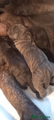 Cane Corso dogs - Advert 4
