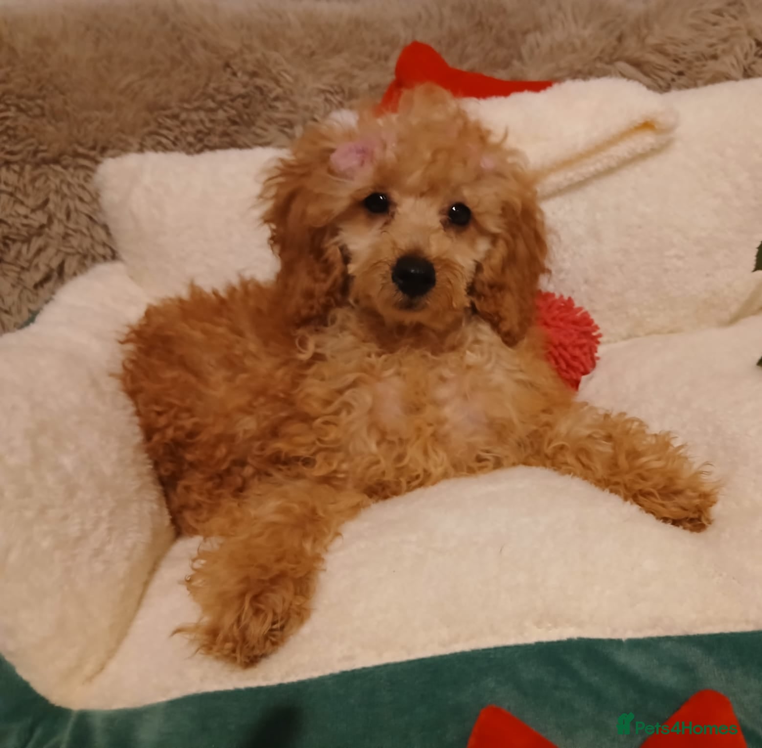 Miniature Poodle dogs Apricot miniature poodles - Advert 9