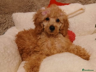 Miniature Poodle dogs Apricot miniature poodles - Advert 9