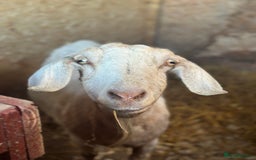 Goats livestock for sale: Boer Kids - Image 10