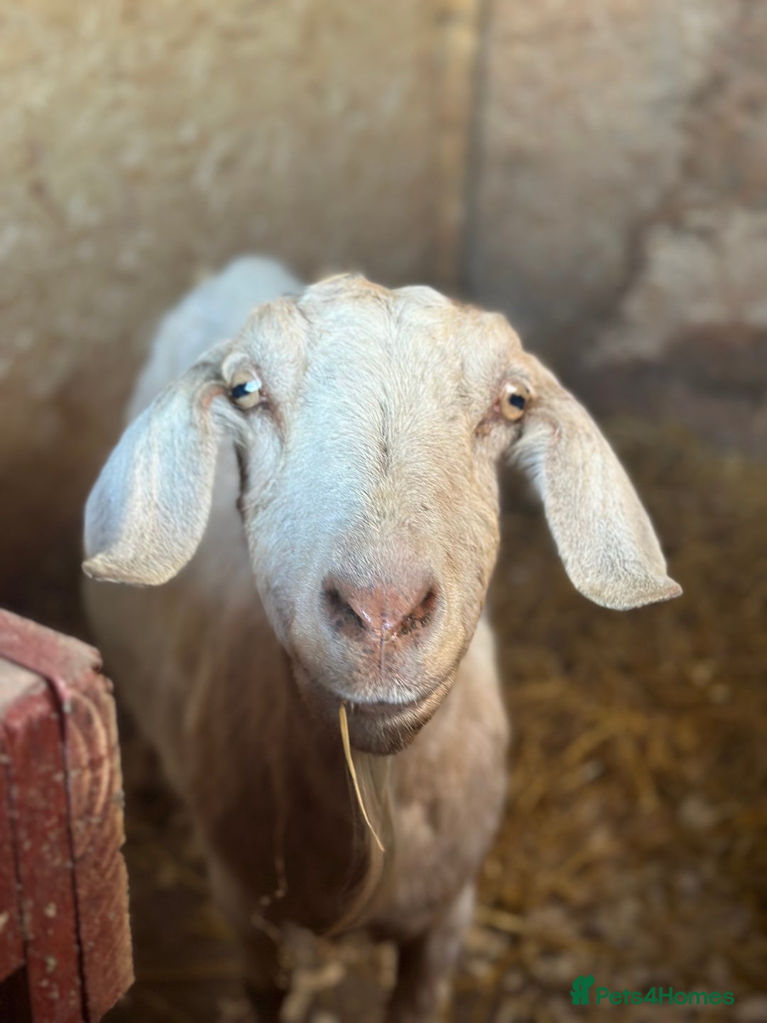 Goats livestock for sale: Boer Kids - Image 10