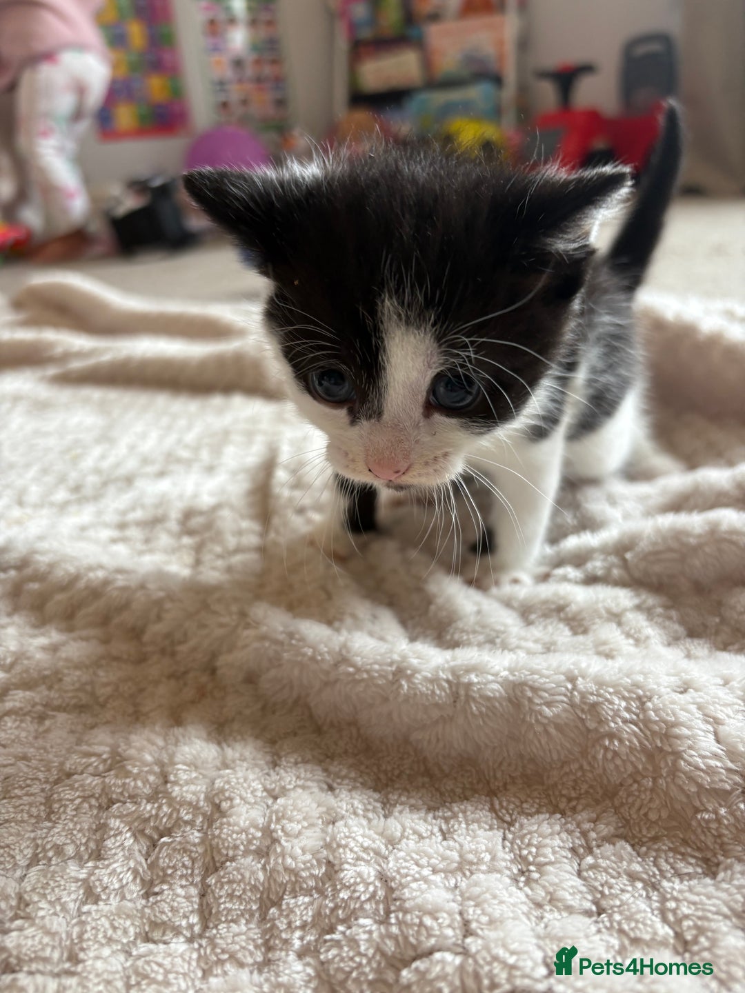 Mixed Breed cats for sale: Beautiful kittens 5* homes only  - Image 3
