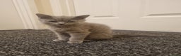 Mixed Breed cats for sale: Kitten - Advert 2