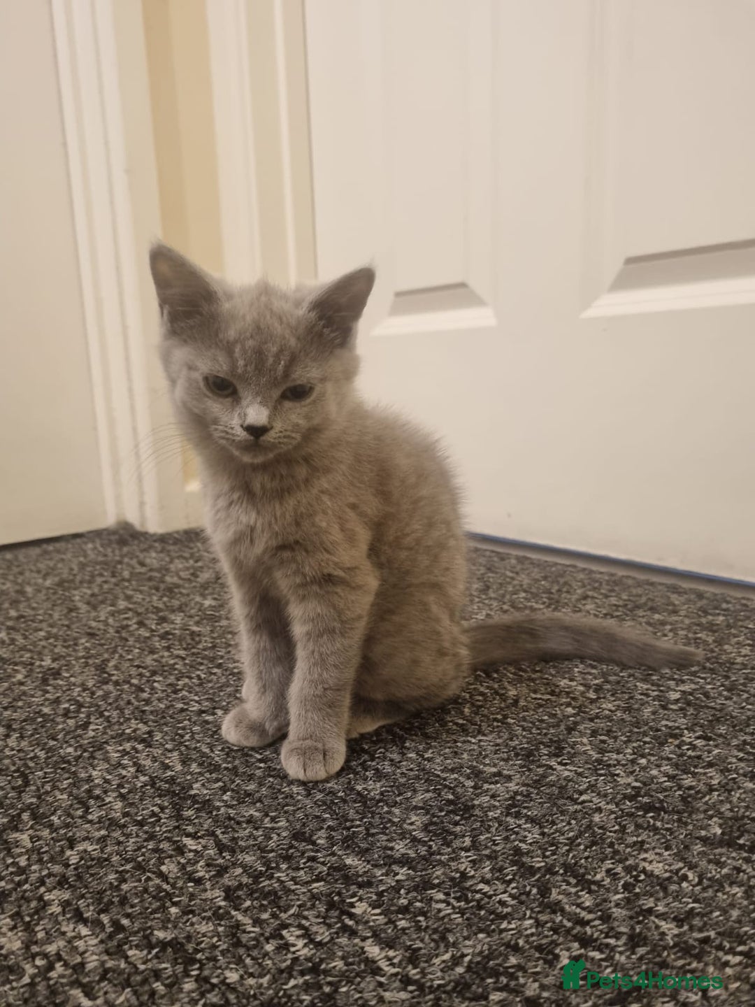 Mixed Breed cats for sale: Kitten - Advert 2