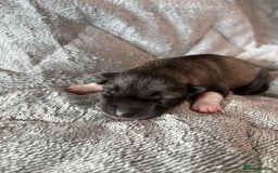 Siberian Husky dogs for sale: Kc reg Siberian husky puppies  - Image 5
