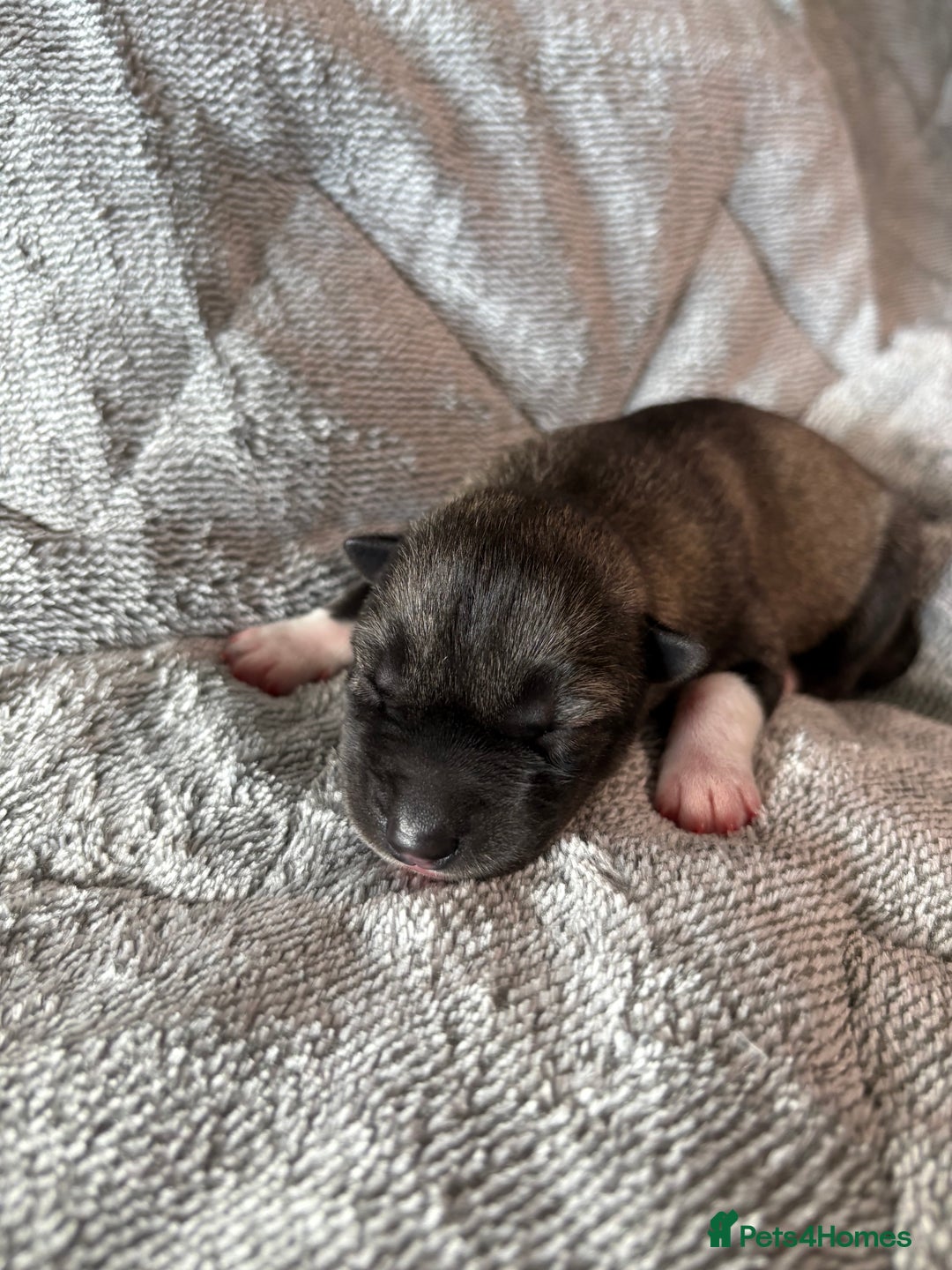 Siberian Husky dogs for sale: Kc reg Siberian husky puppies  - Image 5