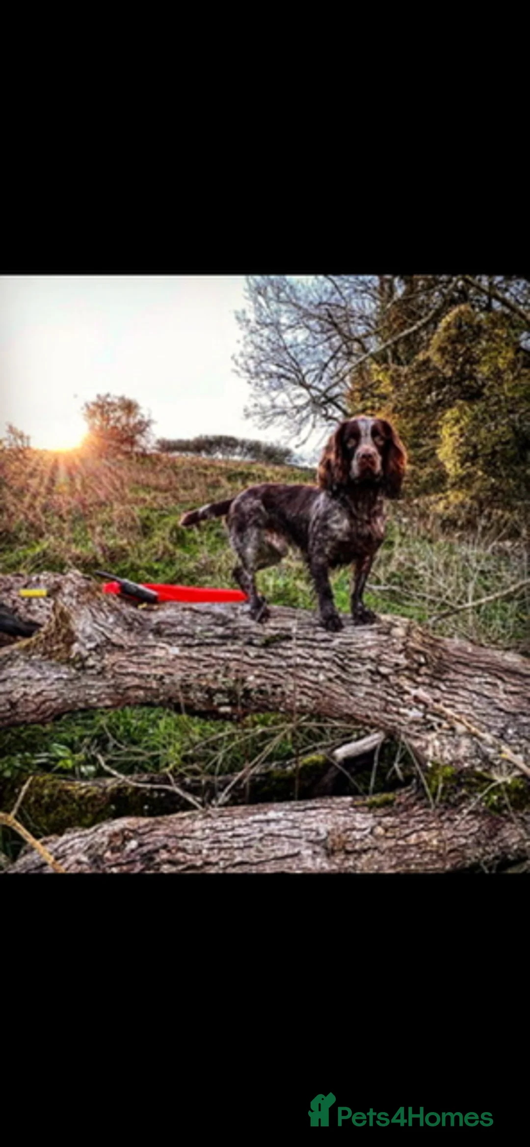Sprocker dogs for sale: Sprocker Puppies for sale - Advert 4