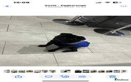 Pug dogs for stud: Pug for stud  - Image 3