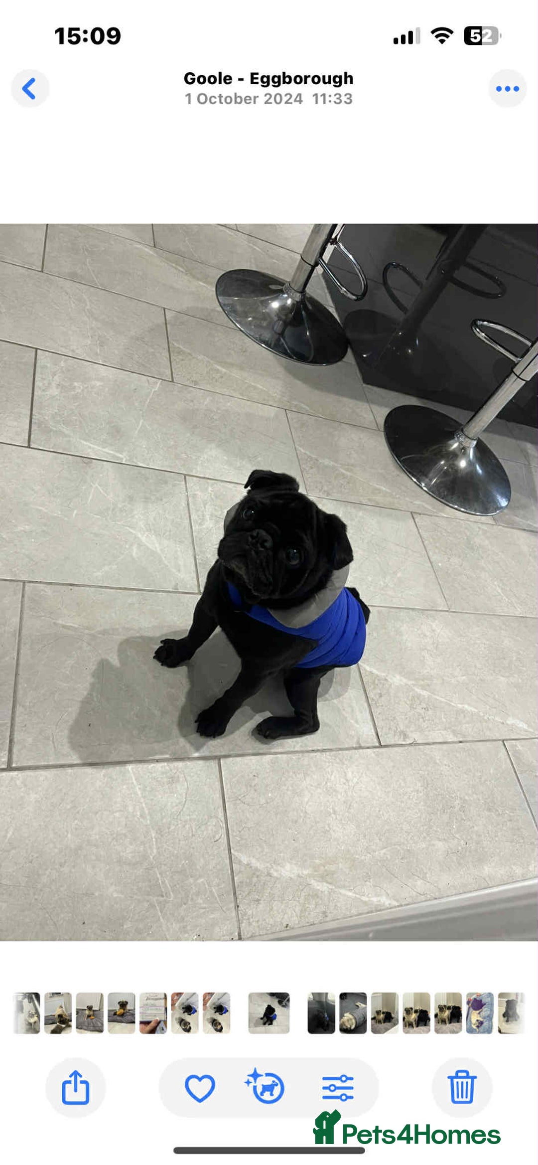 Pug dogs for stud: Pug for stud  - Image 3