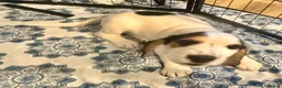 Bocker dogs for sale: Floppy ears Bockers - Advert 11