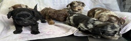 Doxiepoo dogs for sale: GORGEOUS DOXIEPOO PUPPIES  - Advert 2