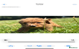 Toy Poodle dogs for sale: Miniature toy poodles - Image 10