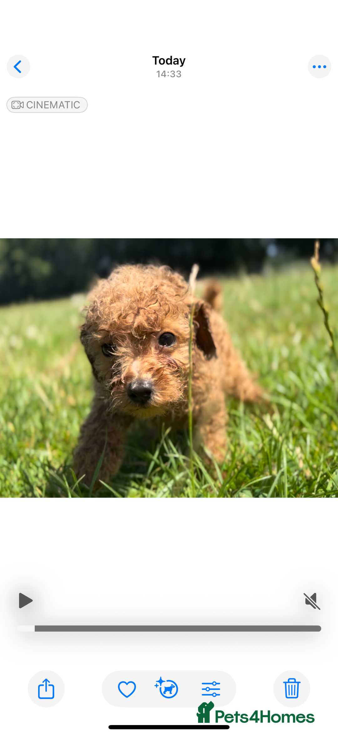 Toy Poodle dogs for sale: Miniature toy poodles - Image 10