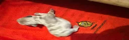 French Bulldog dogs for sale: 3 French bulldogs  - Advert 4