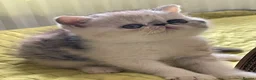 Exotic cats for sale: Gorgeous GCCF reg. kittens from Champions parents  - Advert 6