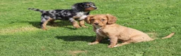 Cavapoo dogs for sale: COCKERLIERPOO puppies for sale - Advert 19