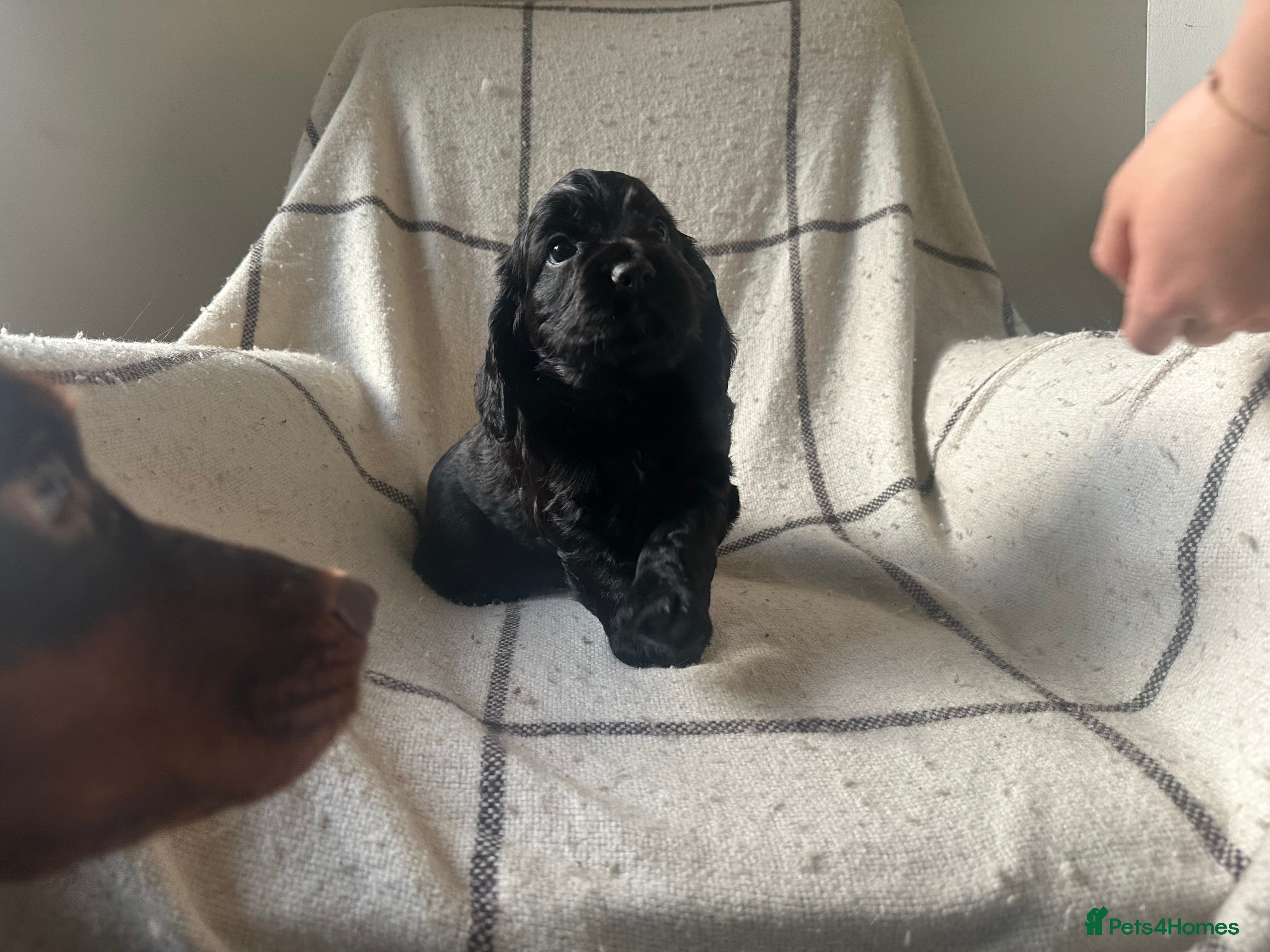 Cocker Spaniel dogs Only 1 boy left ready to go Working cocker spaniel - Advert 4