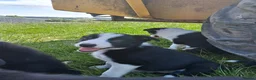 Border Collie dogs for sale: Border Collie pups for sale - Advert 11