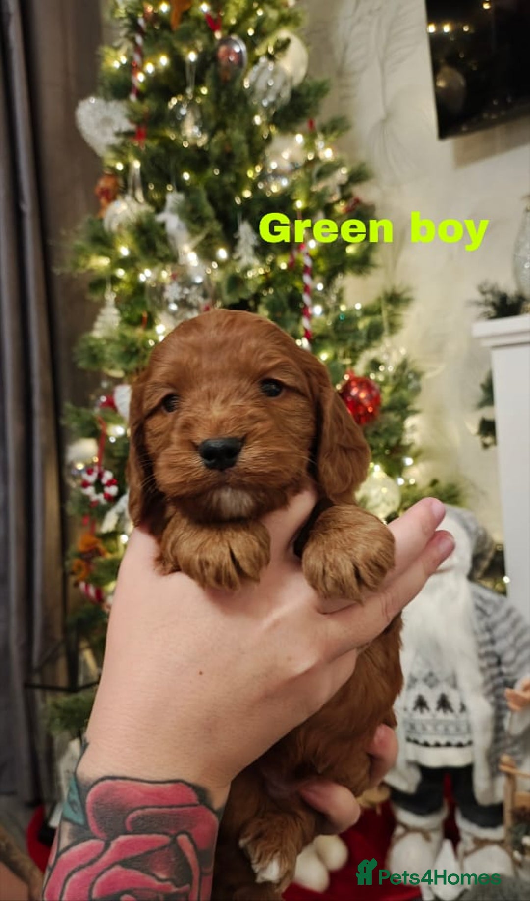 Cockapoo dogs for sale: Beautiful cockapoos puppies  - Advert 7