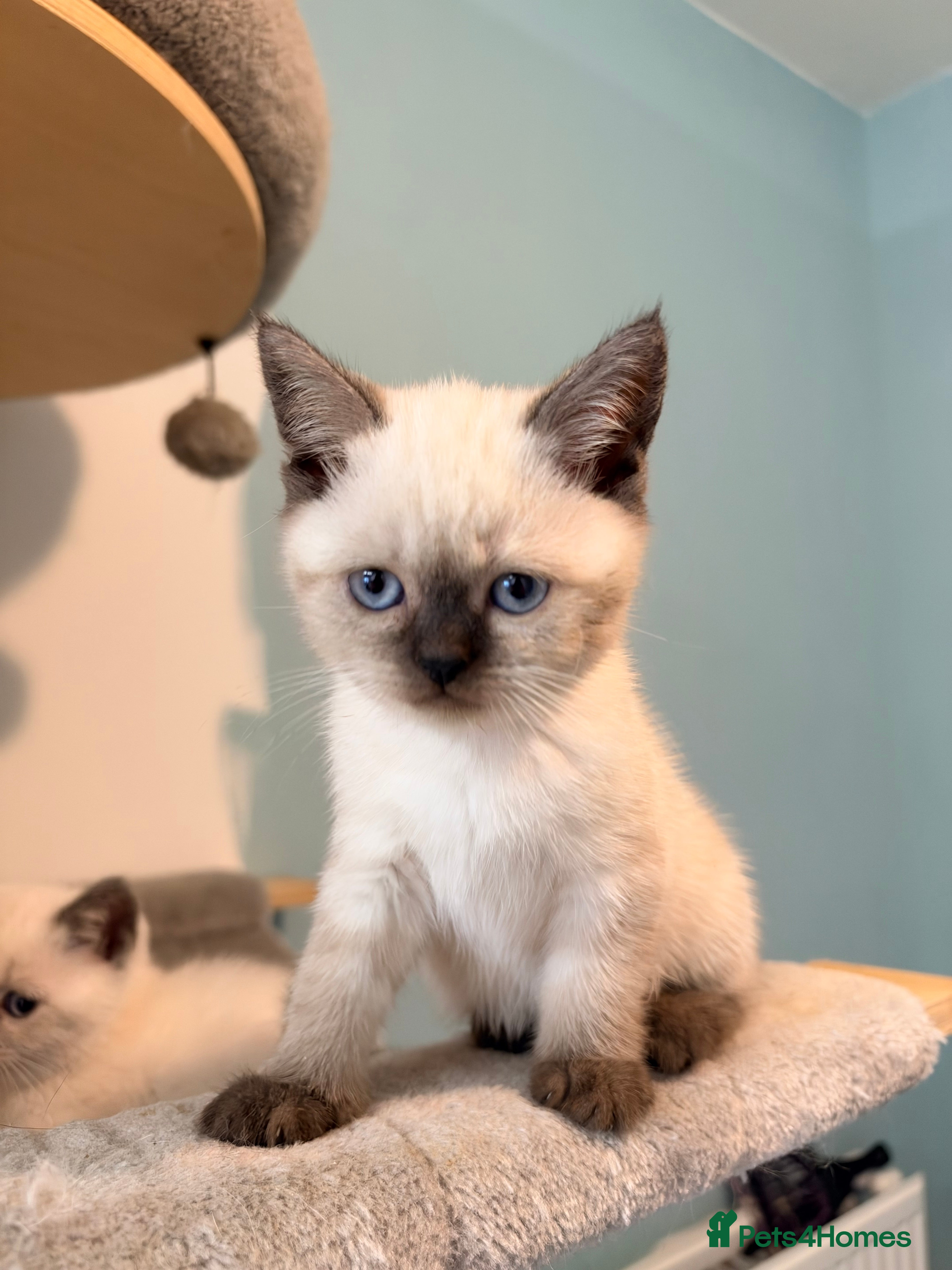 British Shorthair cats for sale: Beautiful Colour point kittens available now! - Advert 2