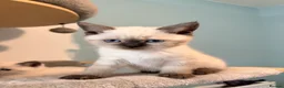 British Shorthair cats for sale: Beautiful Colour point kittens available now! - Advert 2