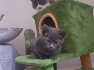 Mixed Breed cats Adorable Short-Hair /Mix - Advert 1