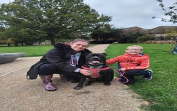 Mixed Breed dogs for sale: Loving loyal family dog  - Image 2