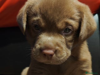 Labrador Retriever dogs Chocolate Labrador Retriever Puppies-Family Raised - Advert 4