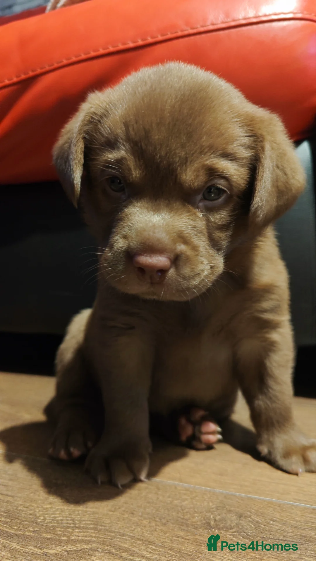 Labrador Retriever dogs for sale: Chocolate Labrador Retriever Puppies-Family Raised - Advert 24