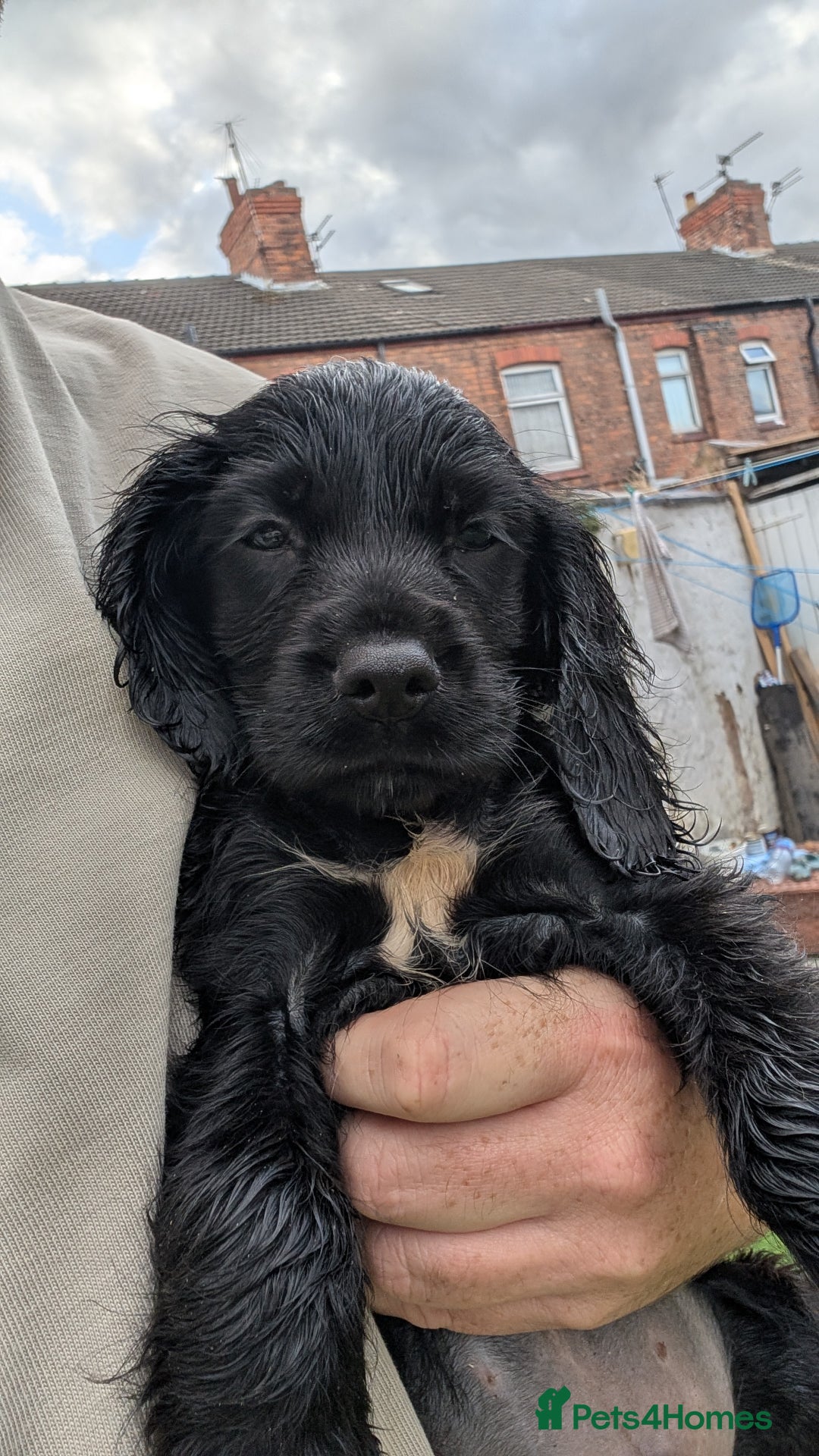 Mixed Breed dogs for sale: Cockalier puppies F1 for sale - Image 5